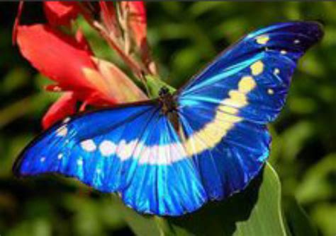 家里有蝴蝶代表什么 錢多多種植方法
